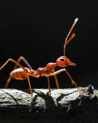 Hormita: An In-Depth Exploration of Its Concept, Applications, Digital Significance, and Future Potential